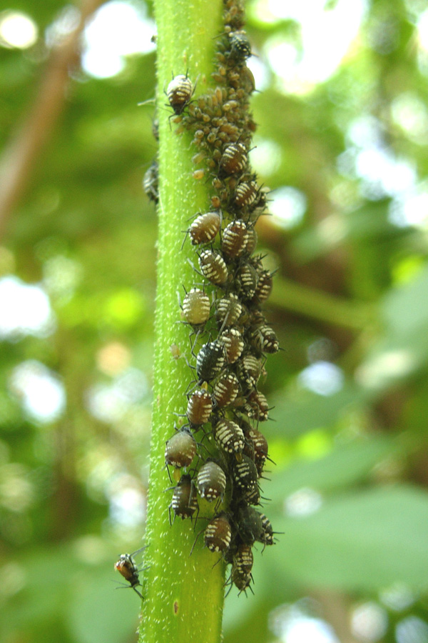 Aphididae......
